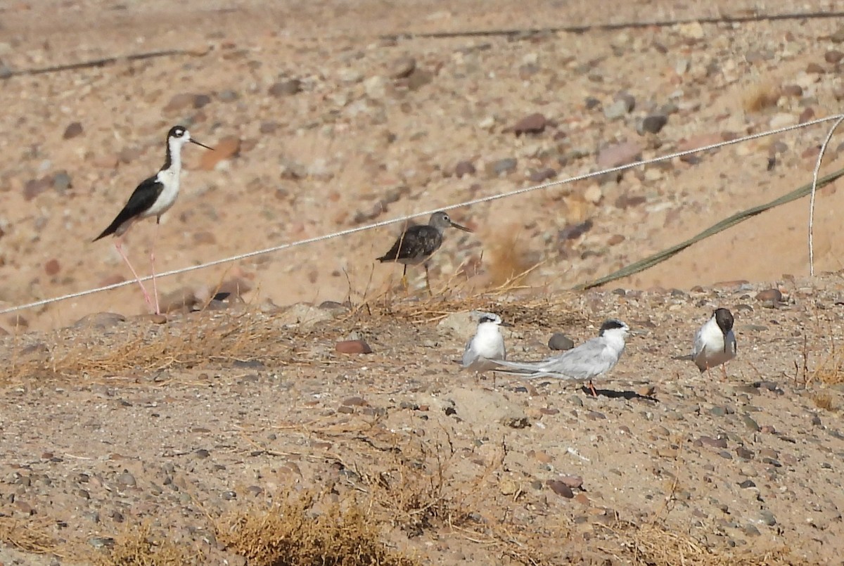 Forster's Tern - ML639830325