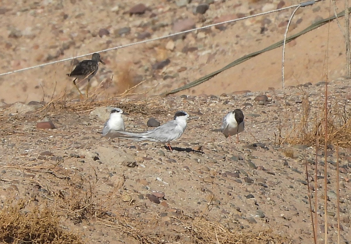 Forster's Tern - ML639830330