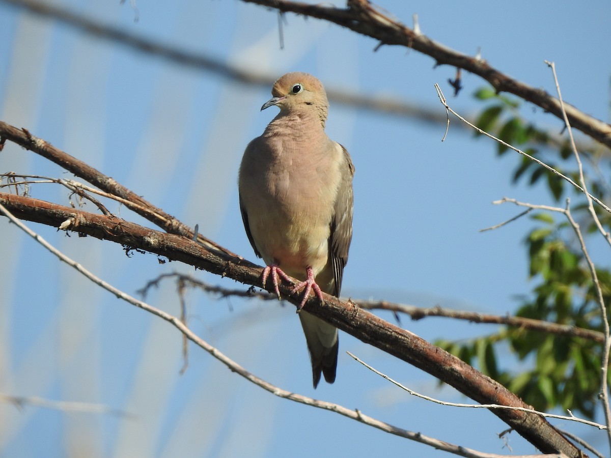 Mourning Dove - ML639830346