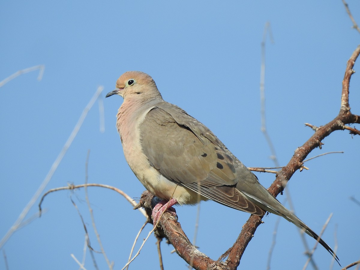 Mourning Dove - ML639830357