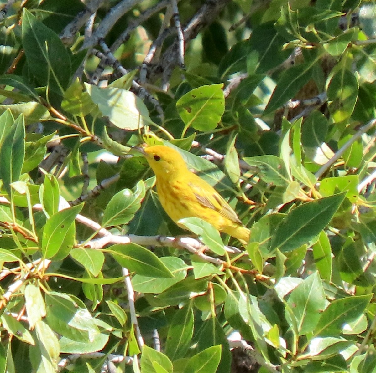 Yellow Warbler - ML639830360