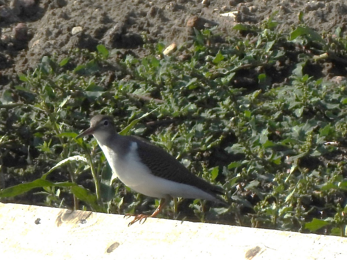 Spotted Sandpiper - ML639830362