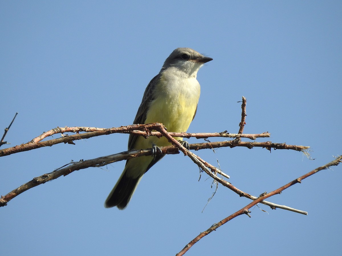 Western Kingbird - ML639830367