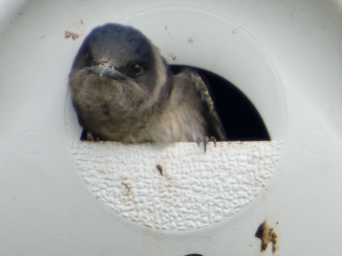 Purple Martin - ML639830369