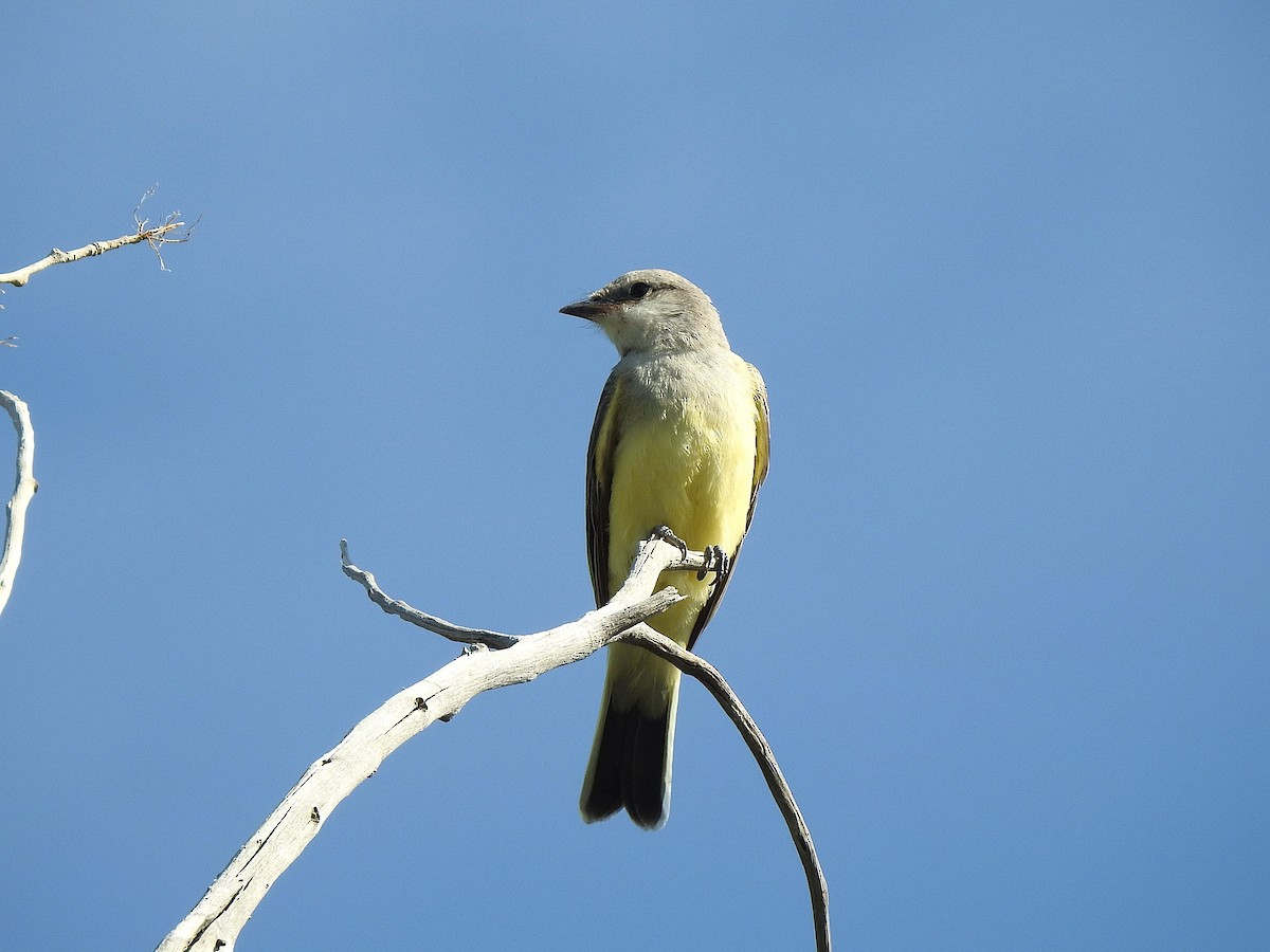 Western Kingbird - ML639830370