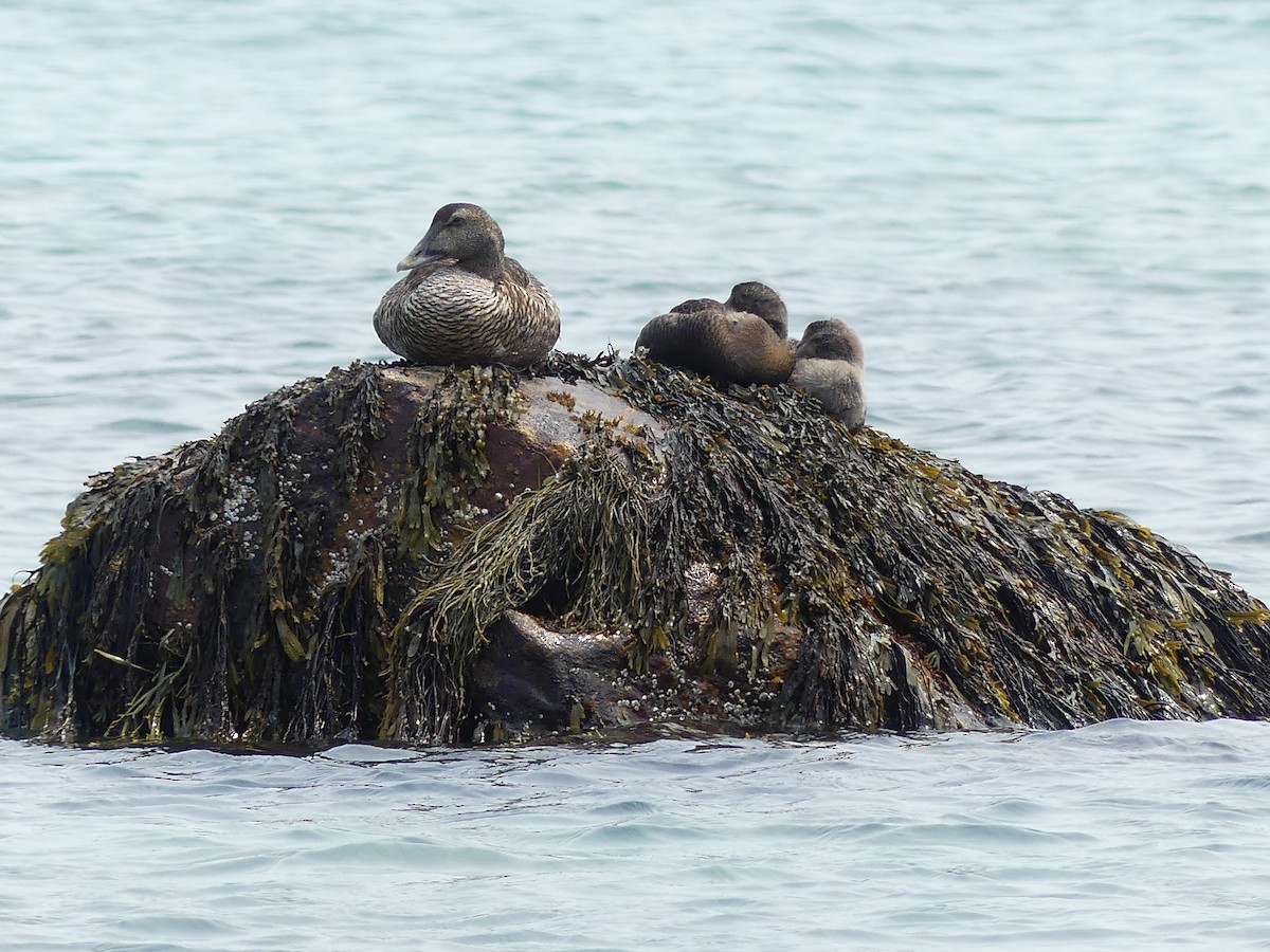 eBird Checklist - 4 Aug 2025 - Cape Sable Island--Daniel's Head - 15 ...