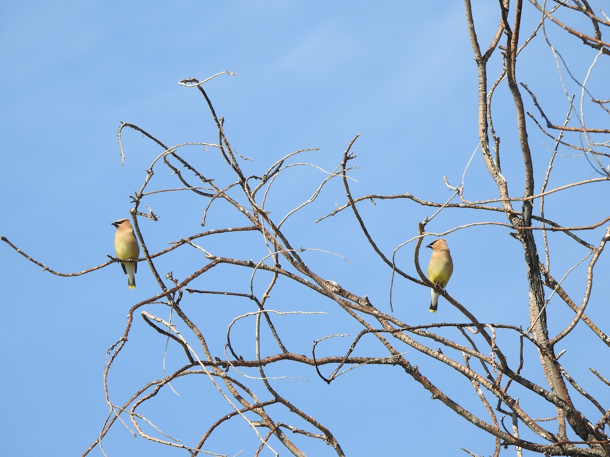 Cedar Waxwing - ML639830376