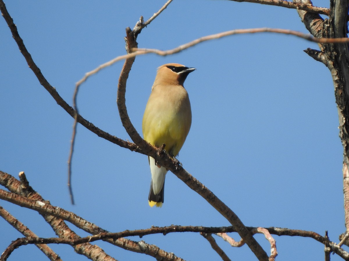 Cedar Waxwing - ML639830387