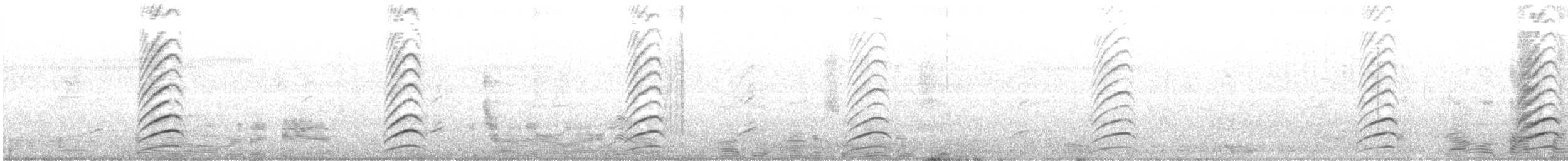 Australian Magpie (Black-backed) - ML639830400