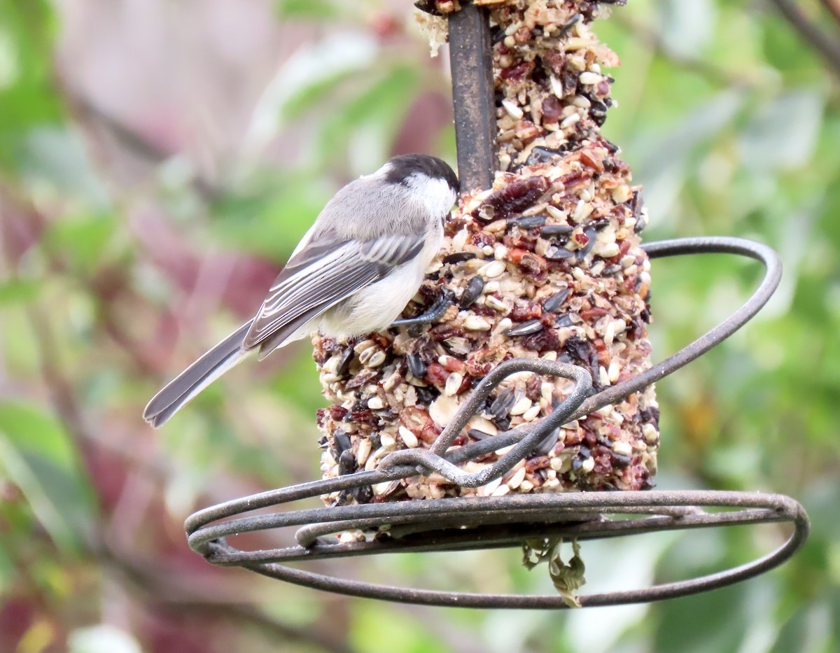 Black-capped Chickadee - ML639830448