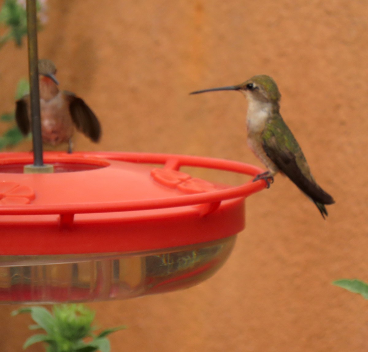 Black-chinned Hummingbird - ML639830478