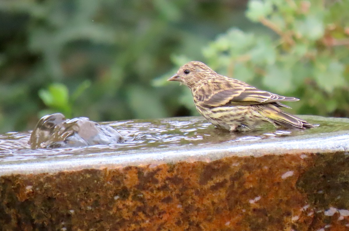 Pine Siskin - ML639830490