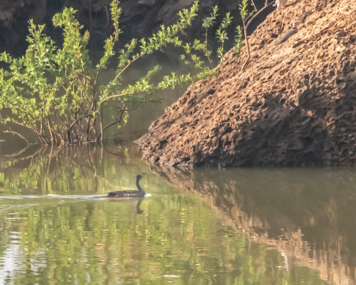 African Finfoot - ML639830547