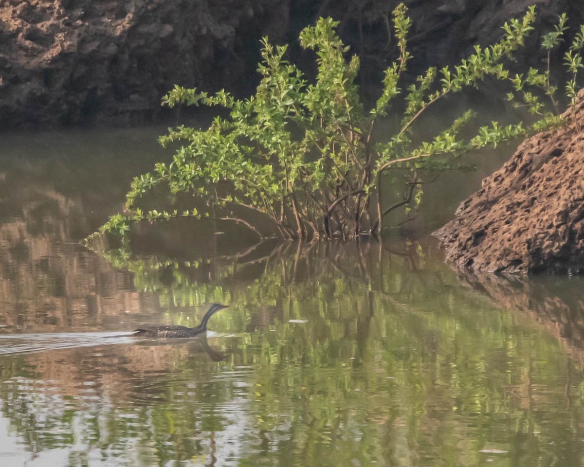 African Finfoot - ML639830548