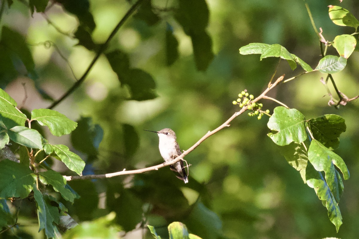 Ruby-throated Hummingbird - ML639830549