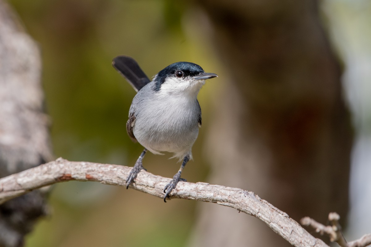 Tropical Gnatcatcher - ML639830563