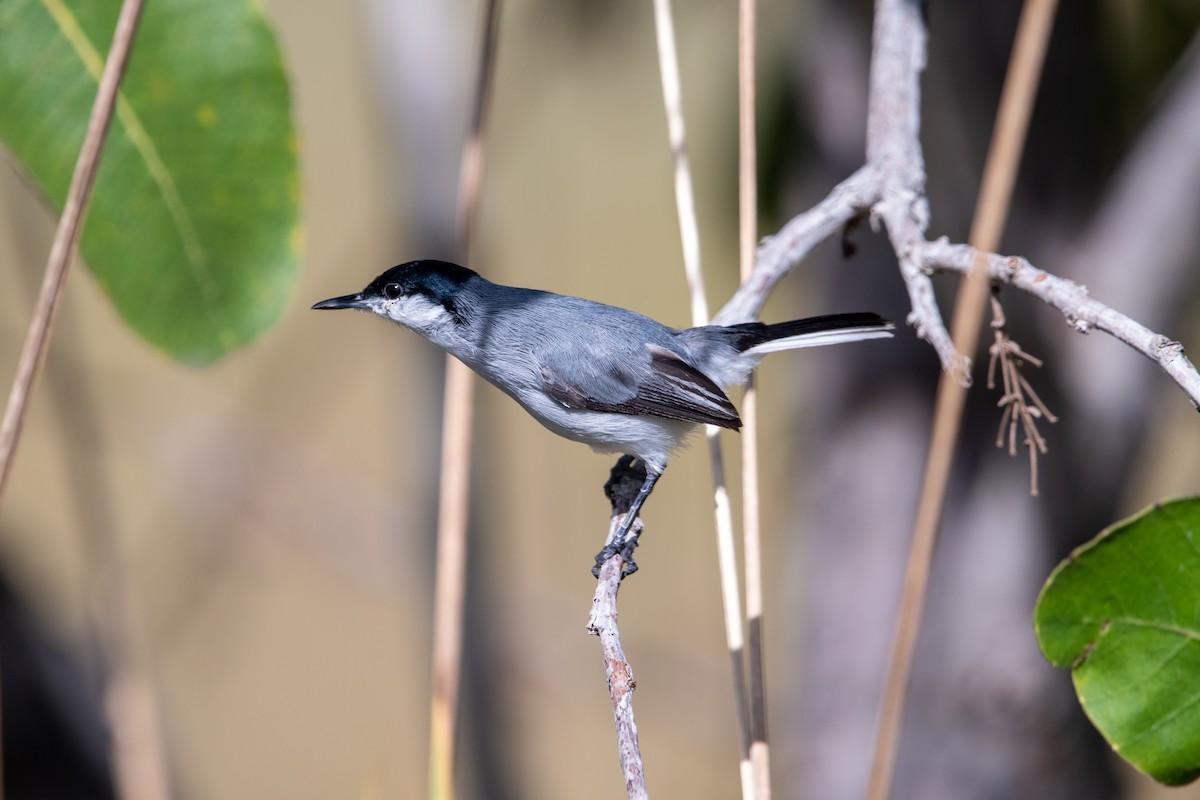 Tropical Gnatcatcher - ML639830564