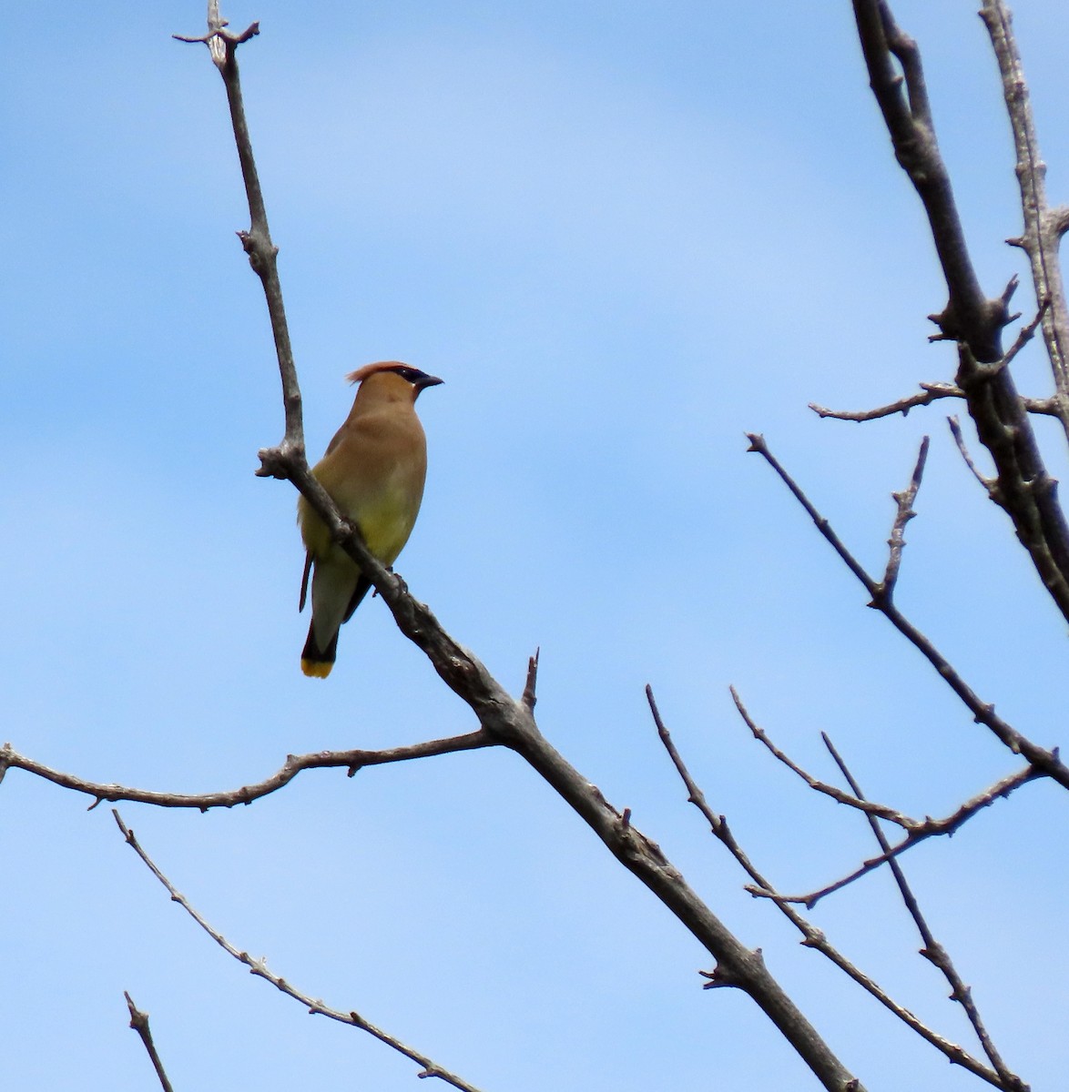 Cedar Waxwing - ML639830575