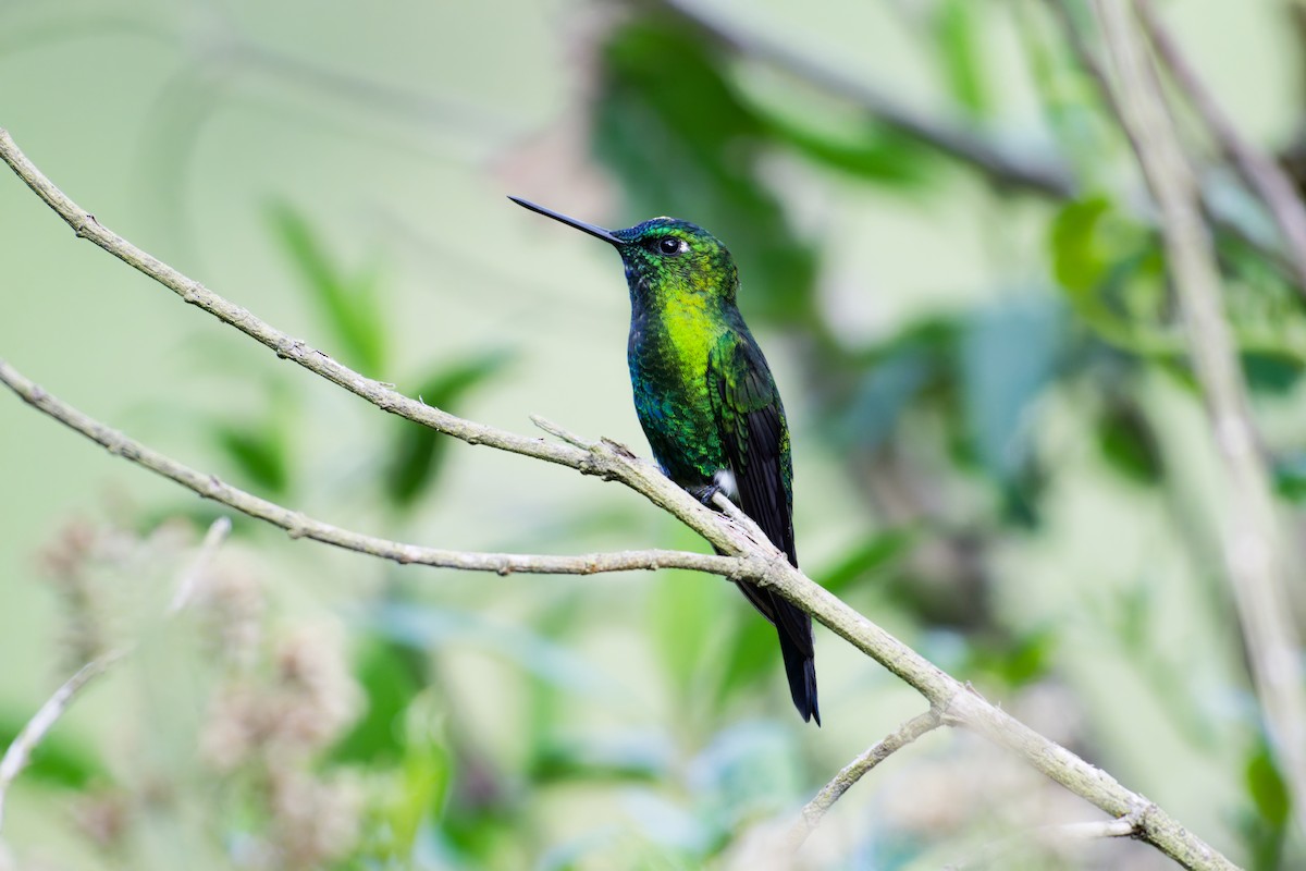 Sapphire-vented Puffleg - ML639830577
