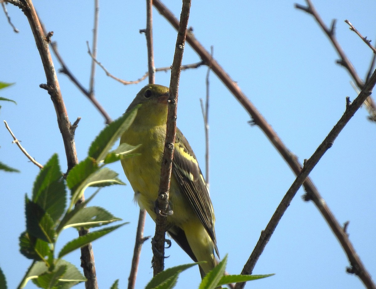 Western Tanager - ML639830578