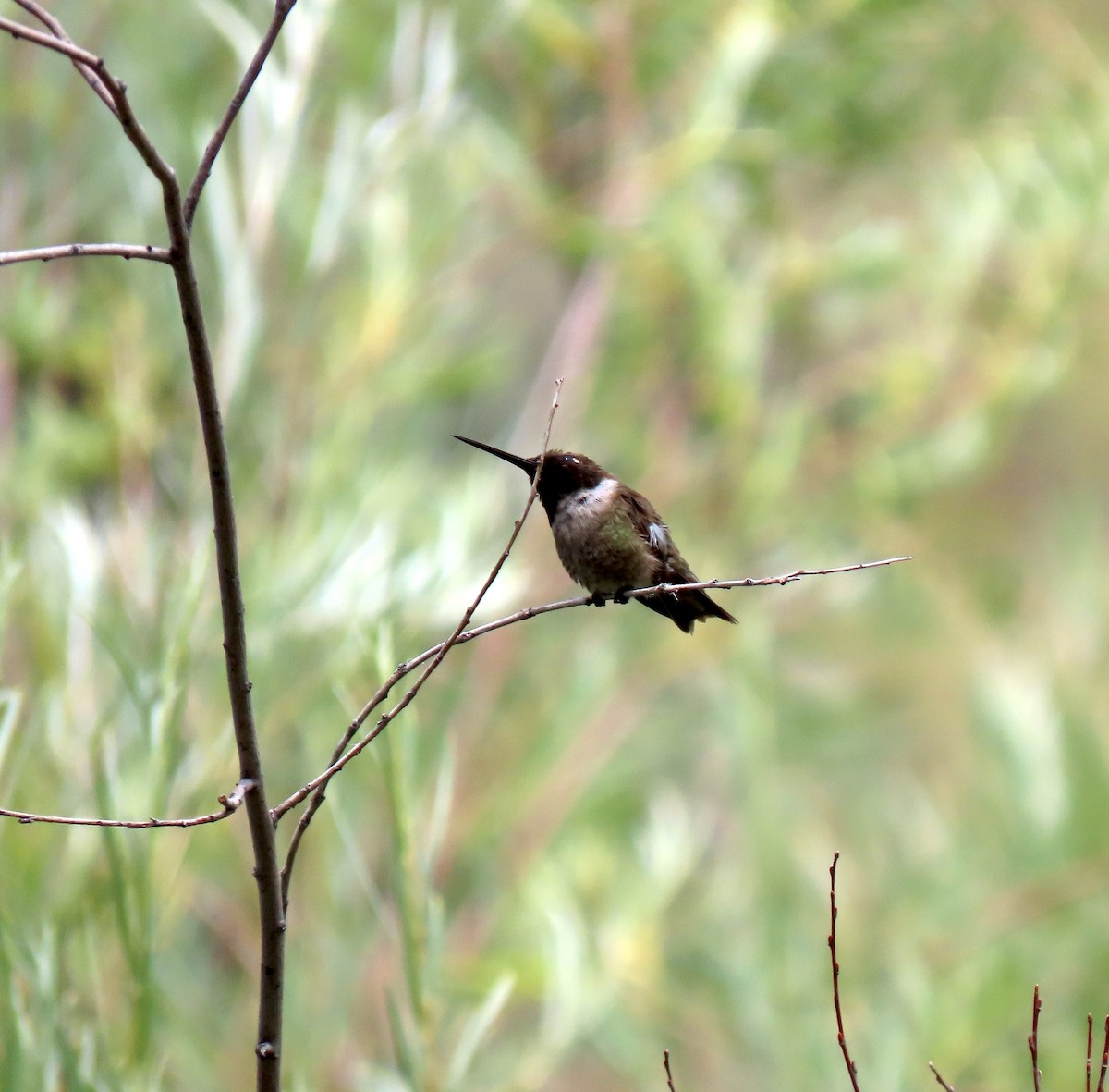 Black-chinned Hummingbird - ML639830583