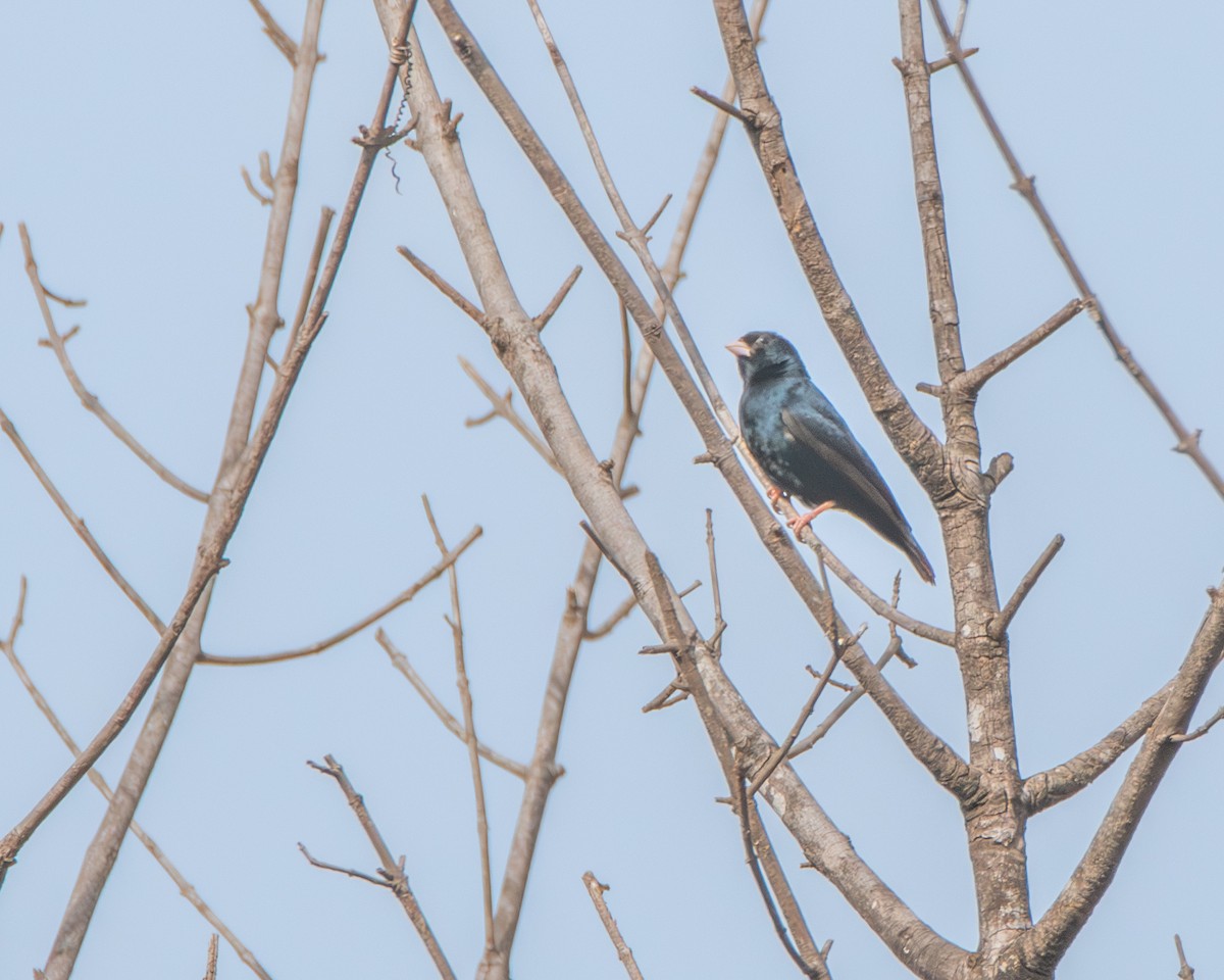 Village Indigobird - ML639830584