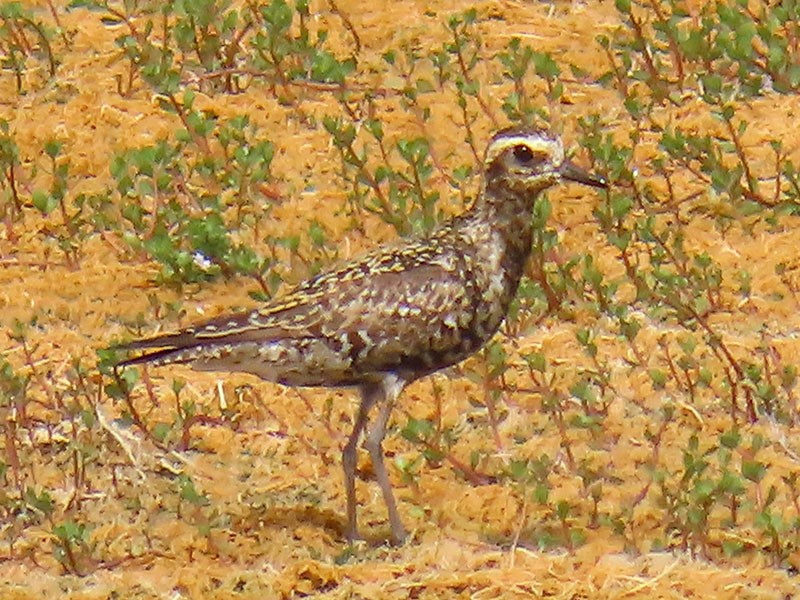 Piviere orientale - ML639830585