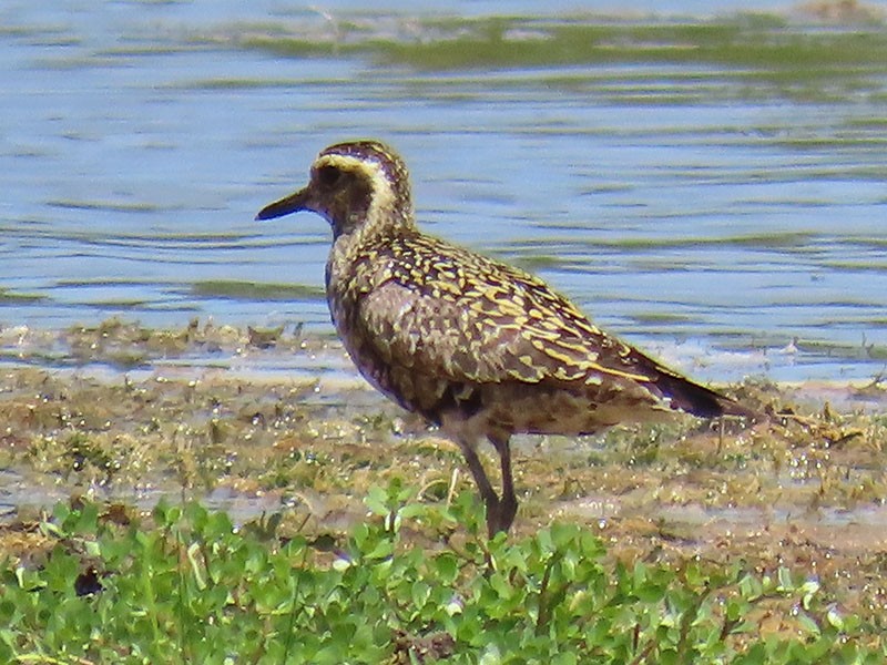 Piviere orientale - ML639830586