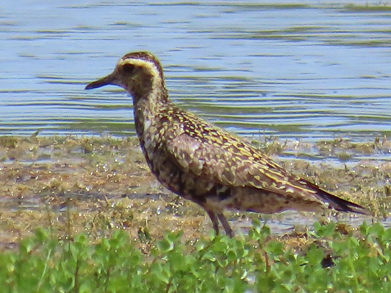 Piviere orientale - ML639830587