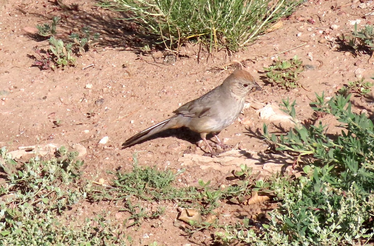 Canyon Towhee - ML639830607
