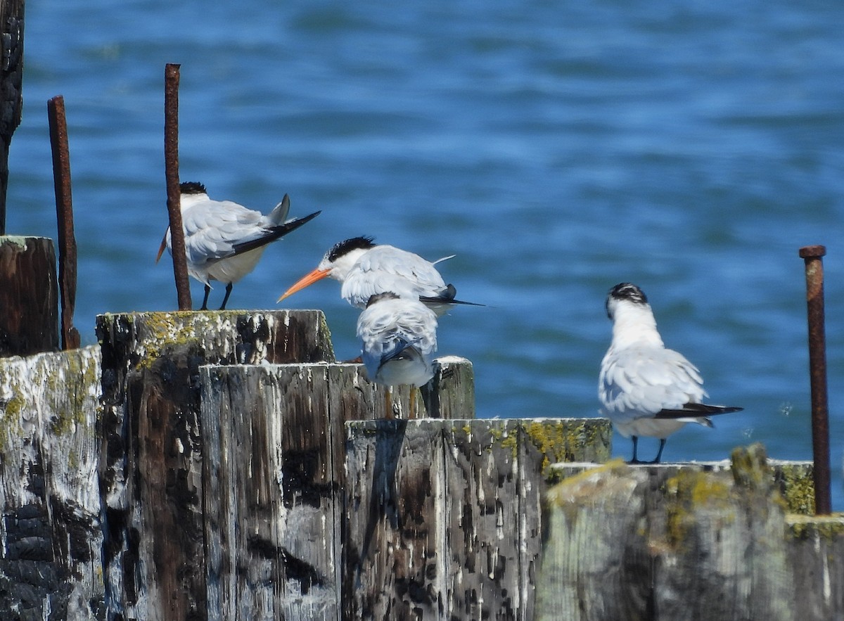 Elegant Tern - ML639830608