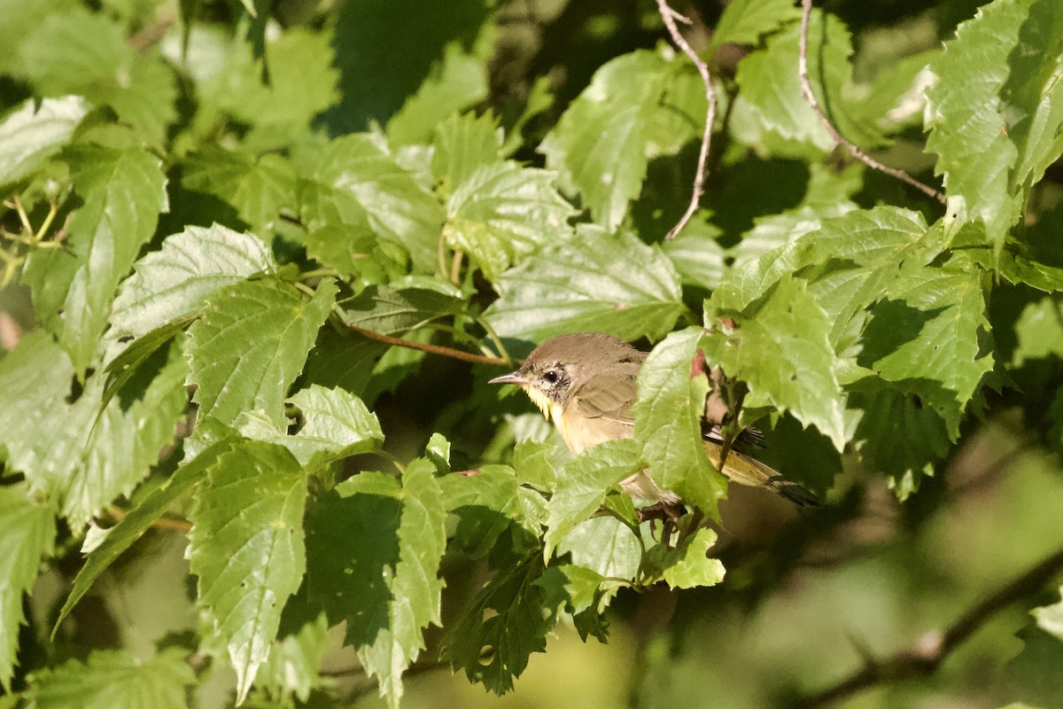 Common Yellowthroat (trichas Group) - ML639830616