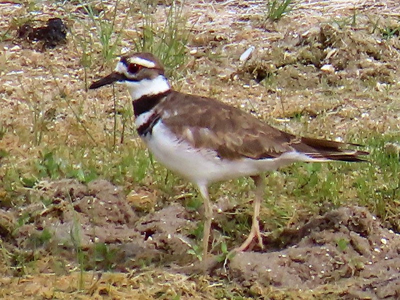 Killdeer - ML639830617