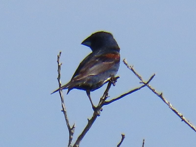 Blue Grosbeak - ML639830643