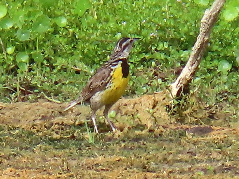 Eastern Meadowlark - ML639830712