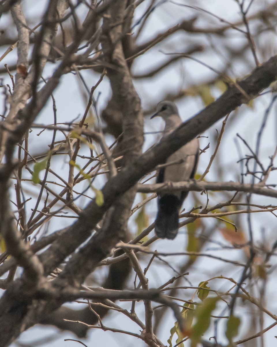 Black-billed Wood-Dove - ML639830740