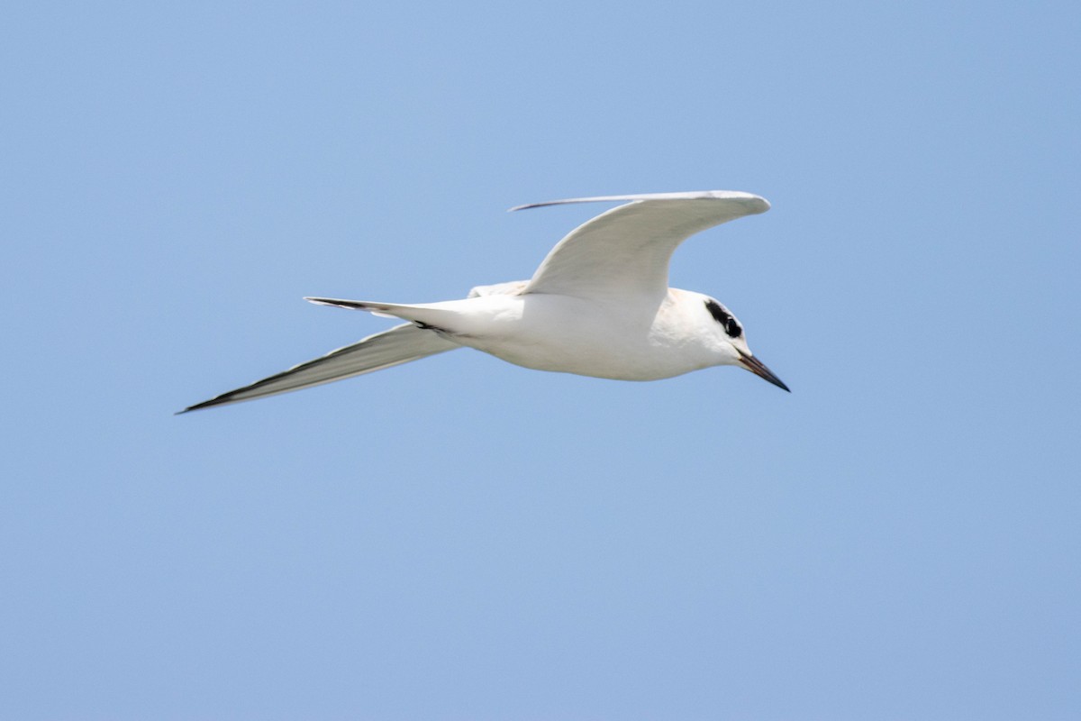 Forster's Tern - ML639830742