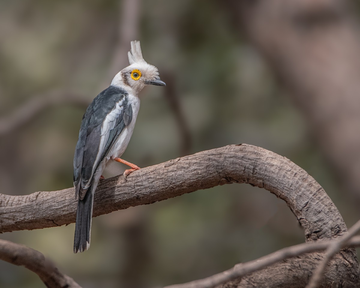 White-crested Helmetshrike - ML639830782