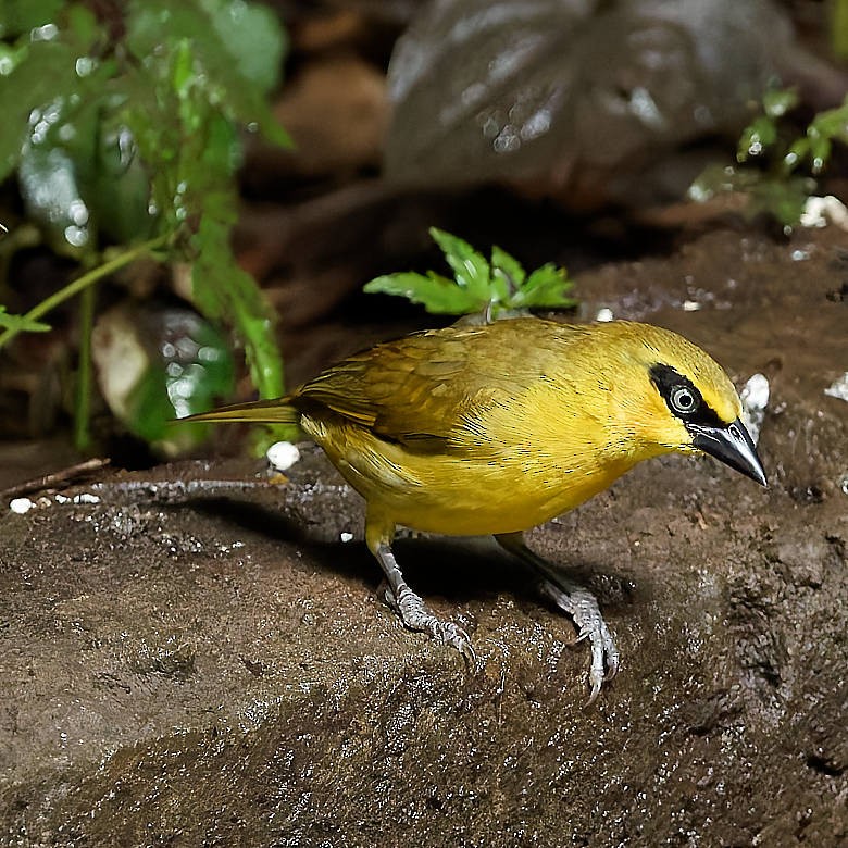 Olive-naped Weaver - ML639830818