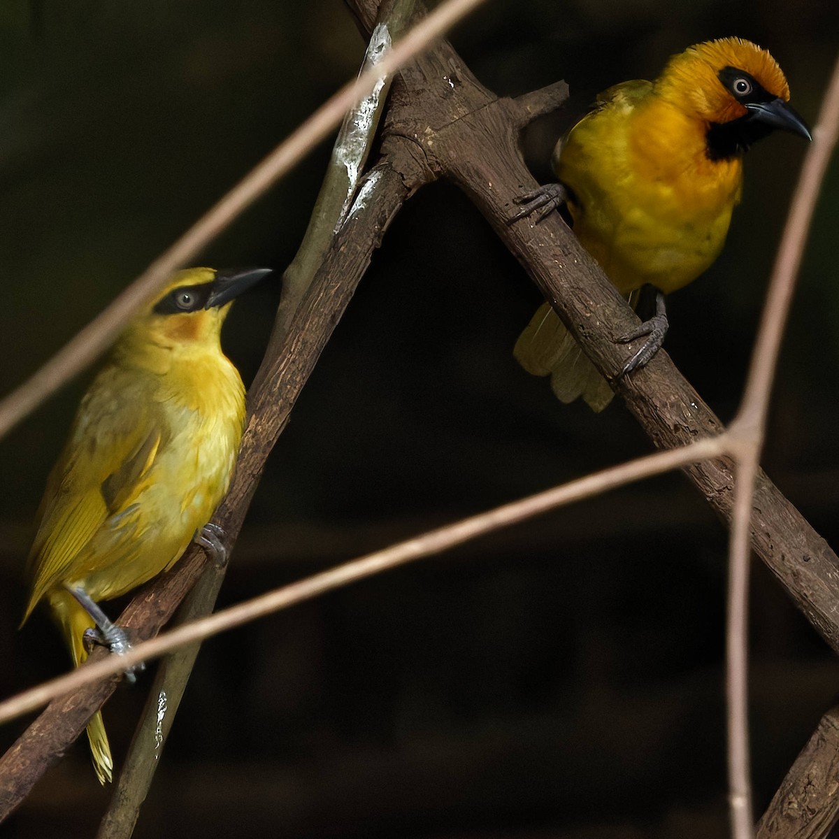 Olive-naped Weaver - ML639830819