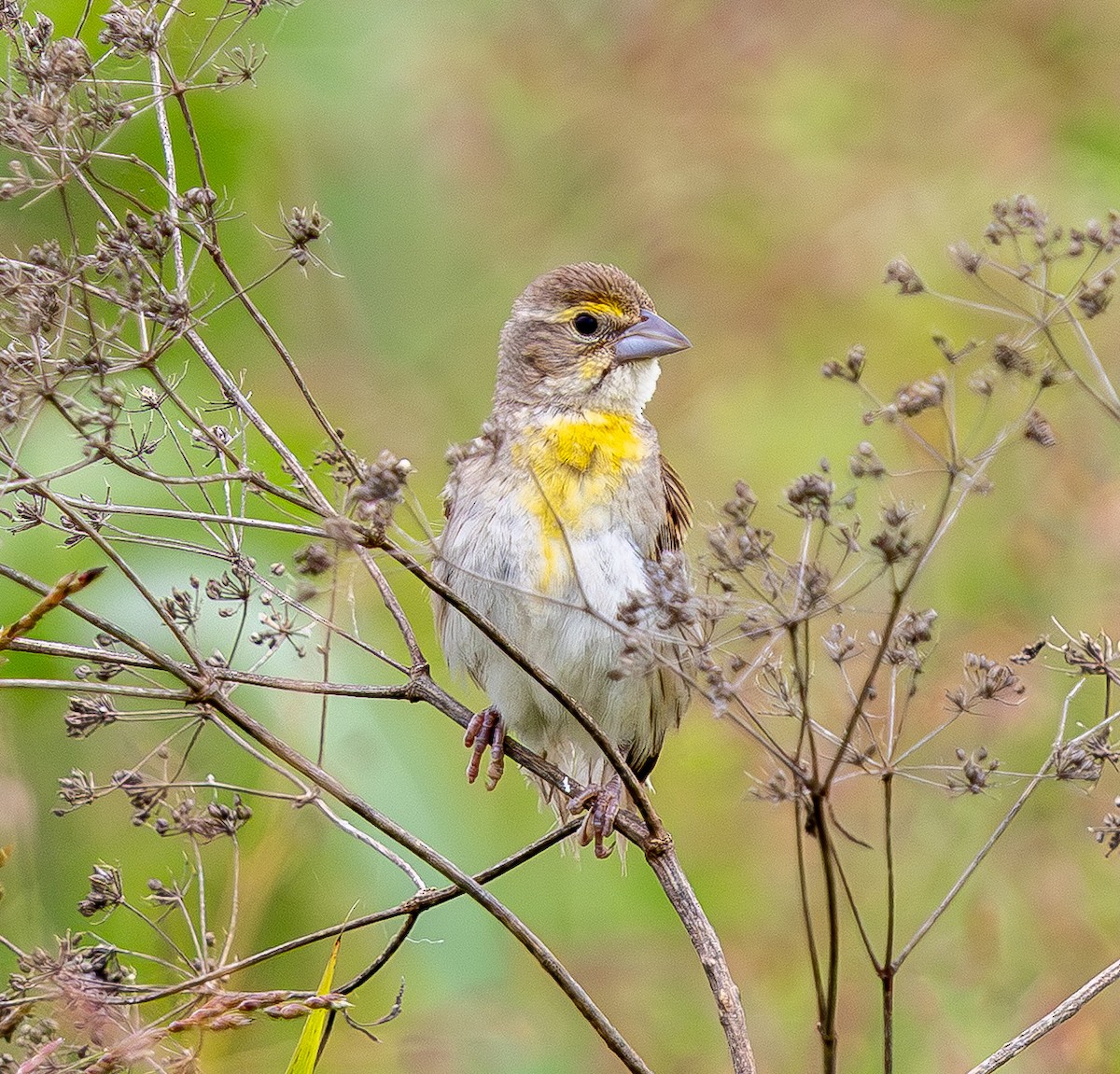 sisselspurv - ML639830827