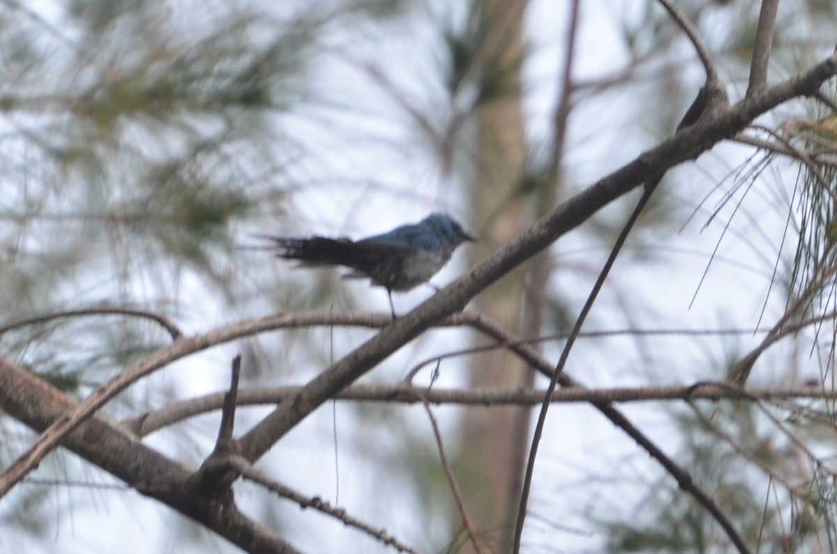 African Blue Flycatcher - ML639830840