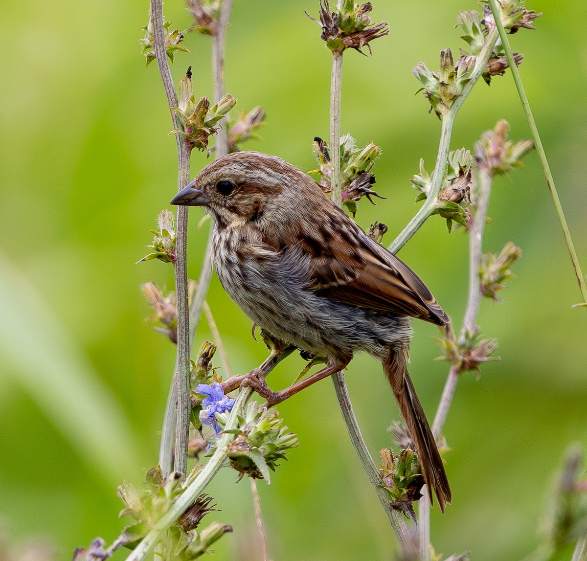 sangspurv - ML639830845