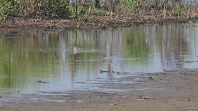 Graubrust-Strandläufer - ML639830883