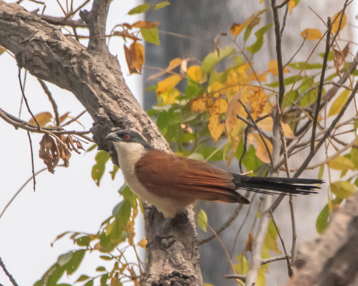 Senegal Coucal - ML639830884