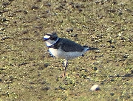 Little Ringed Plover - ML639830887