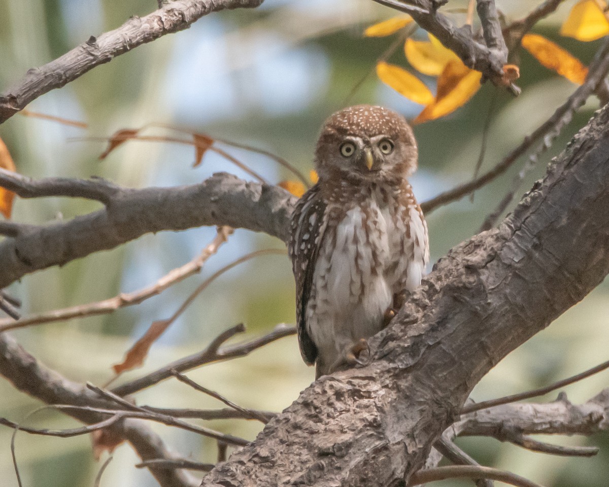 Pearl-spotted Owlet - ML639830896