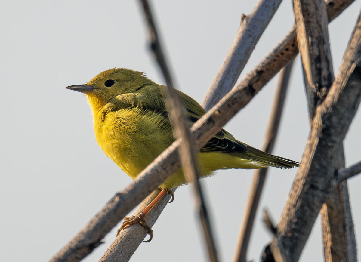 Yellow Warbler - ML639830932