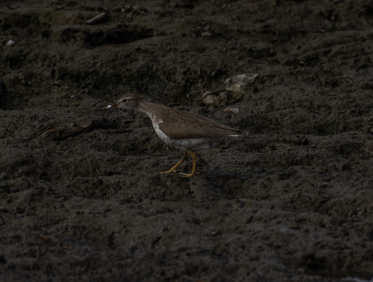 Spotted Sandpiper - ML639830941