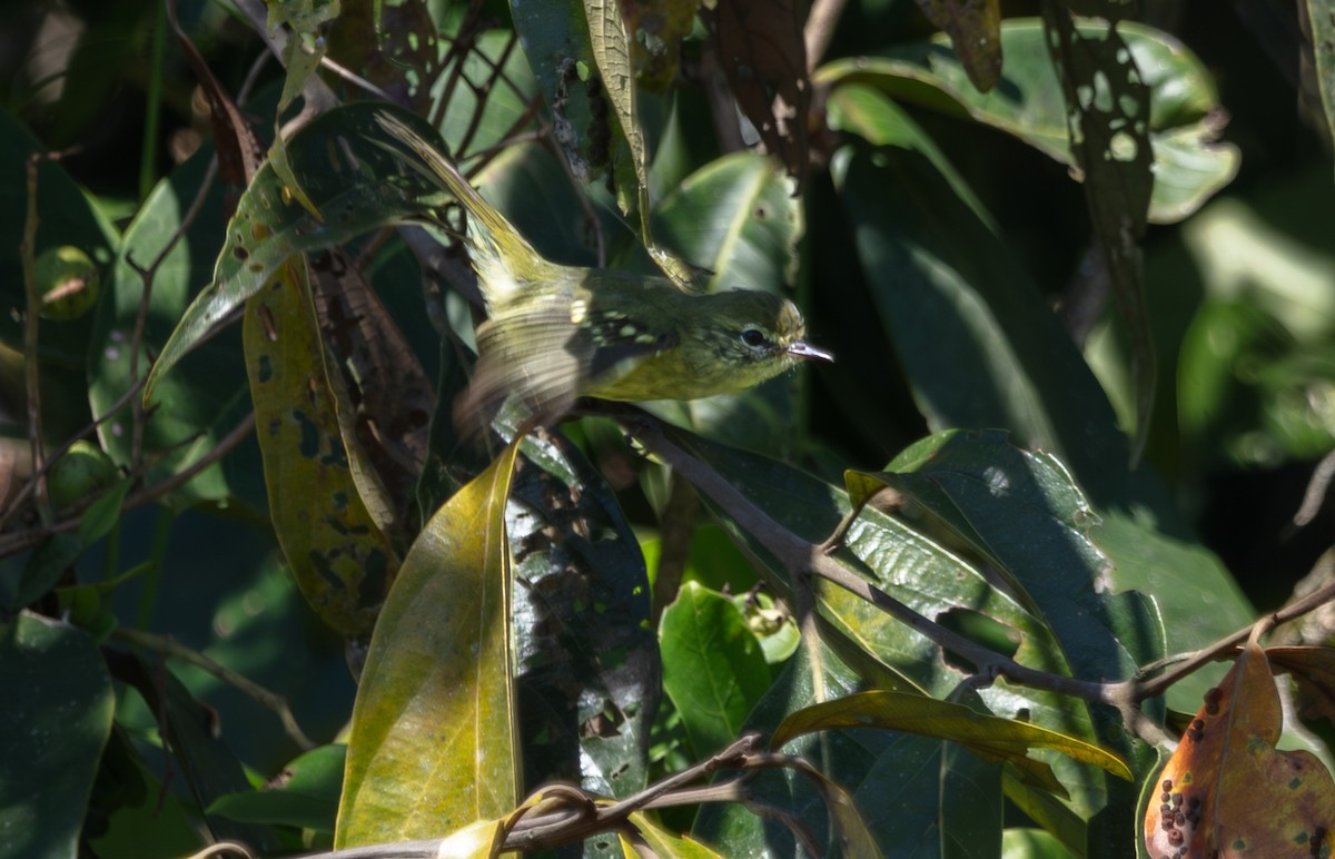 Restinga Tyrannulet - ML639831018